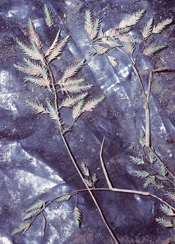 Eragrostis hypnoides